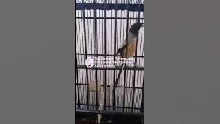 Suara burung cendet juara:  Beatless di blog Om Kicau