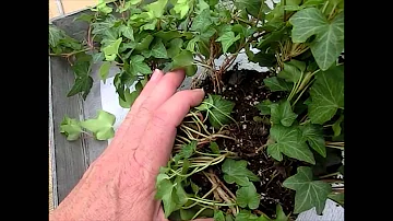 How To Split An Ivy Plant