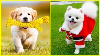 Funny Baby Dogs And Cute Dogs Videos Compilation | Cat VInes by Cat Vines 10 views 2 years ago 5 minutes, 38 seconds