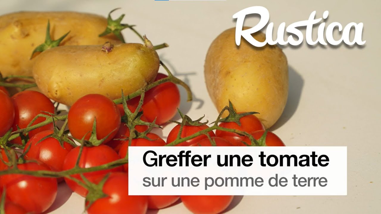 Greffer une tomate sur une pomme de terre