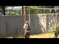 いしかわ動物園のアライグマのブリくんとアヤちゃん　Buri and Aya the racoon in Is…