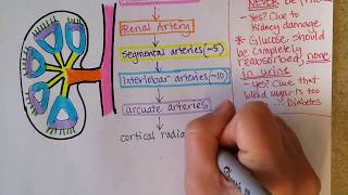 Kidney Blood Flow