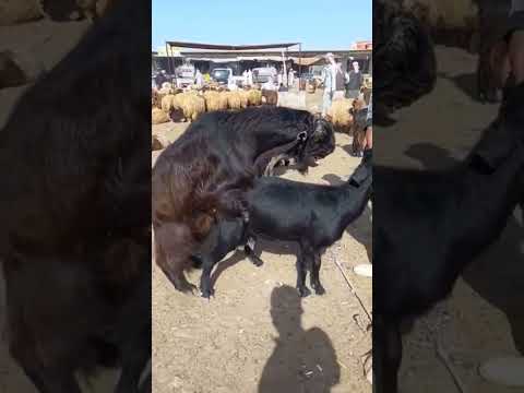 فيديو: هل تحب الماعز المداعبة؟