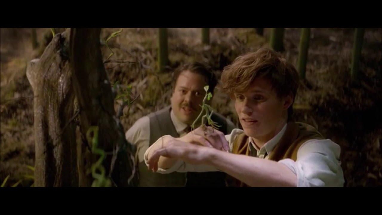 Newt Scamander - Safe and Sound