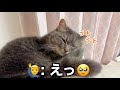 人間みたいに枕を使って眠る猫が可愛すぎた...