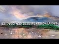 白鳥(新潟県【瓢湖】国指定瓢湖鳥獣保護区)Liveチャンネル ☆日頃、当ライブチャンネルをご視聴頂きありがとうございます。☆