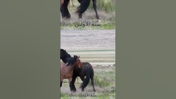 سورة الأنفال و؛؛كا.نك تسمعها لأ،،و..ل مر.ة🌷💓..❤️🌸.💞💮،💙بصوت الشيخ حمزة مد،بو.ح🌹؛؛💟؛❣️🌷؛،❤️💛🌼