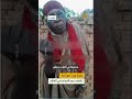 سيدة سودانية تناشد بنبرة قهر أمام مأساة المجاعة في إقليم الفاشر وسط صمت العالم عن معاناة السودان سيدة سودانية تناشد بنبرة قهر أمام مأساة المجاعة في إقليم الفاشر وسط صمت العالم عن معاناة السودان