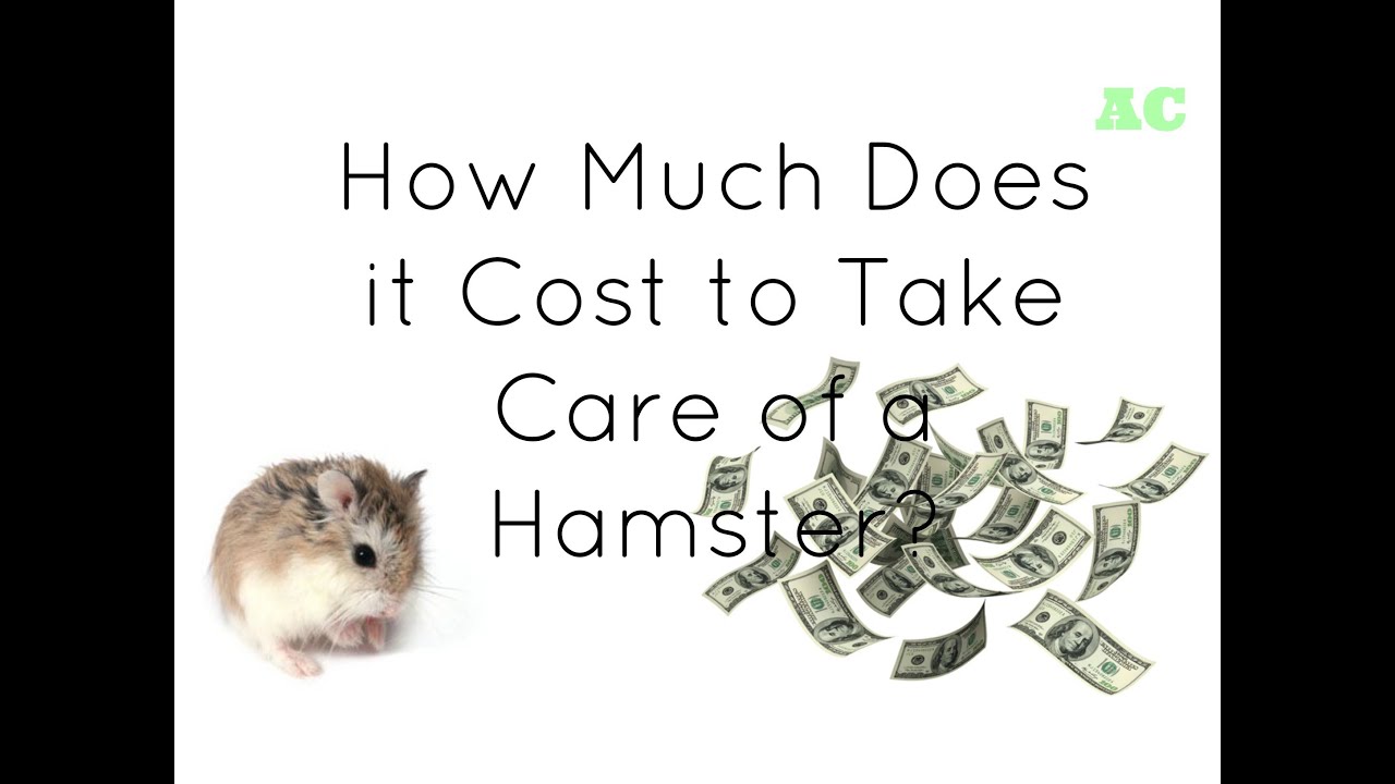 hamster cost