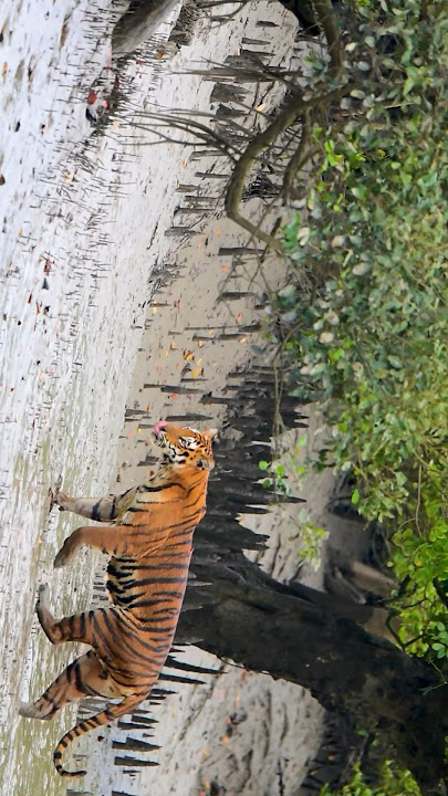 Sundarban’s Wild shorts video. #nikonz8 #nikkor #shortsvideo #wildlife #sundarban #shortsvideo #wild