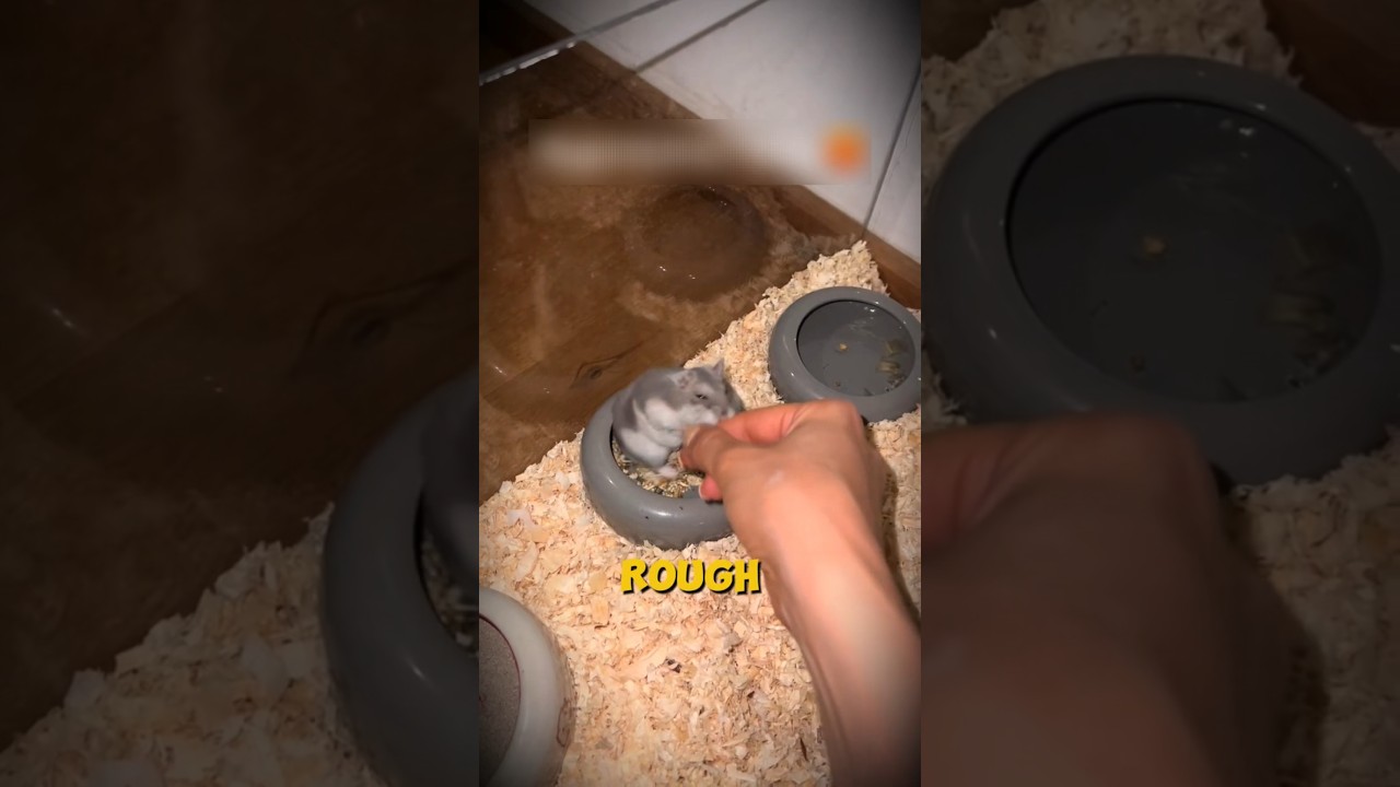 Is Your Hamster Stressed ? 3 Signs to Watch For