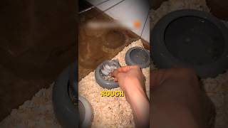 Is Your Hamster Stressed ? 3 Signs to Watch For
