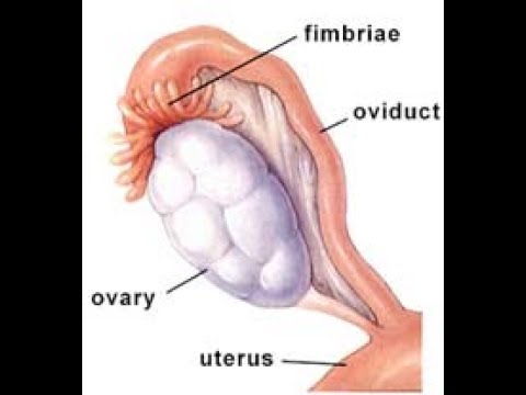 Que producen los ovarios