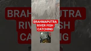 || BRAHMAPUTRA RIVER FISH CATCHING ||