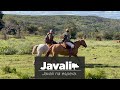 Caçada de Javali - Javali na espera.