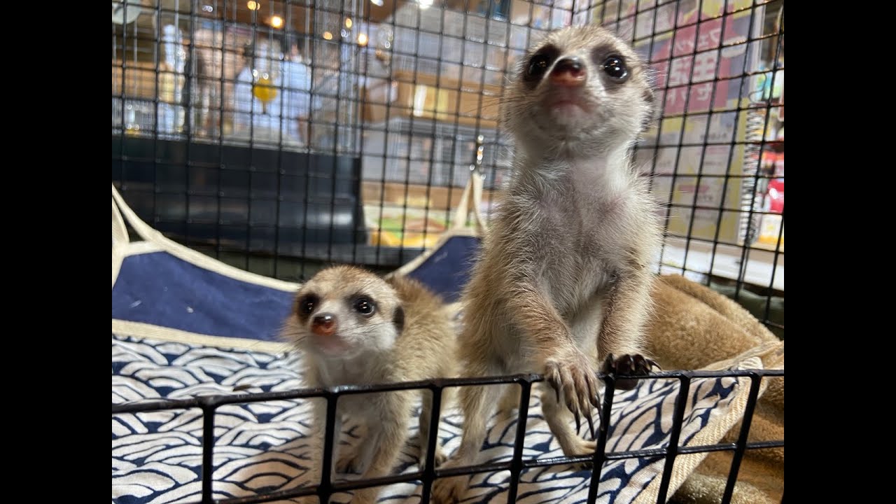 動画 とっても可愛いミーアキャットの赤ちゃんのご紹介 吉祥寺店 Ferret World