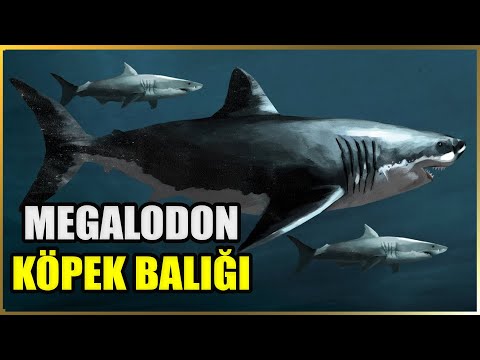 Video: Meqalodonların sümükləri varmı?