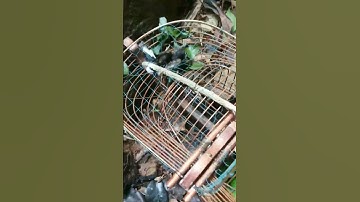นกต่อจำเป็น😅😅#นกเขียวเล็ก#นกบินหลาดง#นกต่อเขียวเล็ก#นกกางเขนดง#birds #คนชอบนก #ความสุข