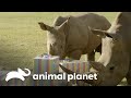 A festa de aniversário para um rinoceronte do zoológico | A Família Irwin | Animal Planet Brasil