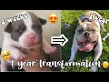 AMERICAN “POCKET” BULLY TRANSFORMATION IN 1 YEAR😍🦍