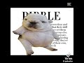 Pibble🤩🤩🤩