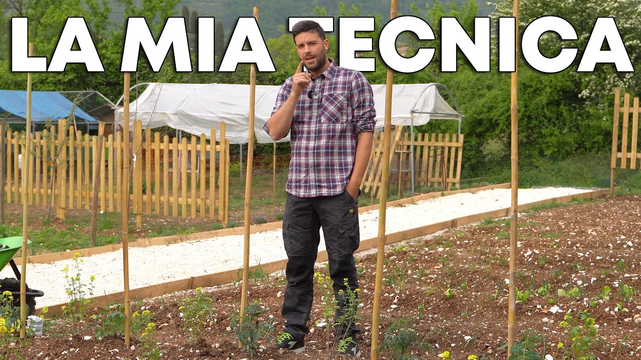 Come COLTIVO i POMODORI al podere