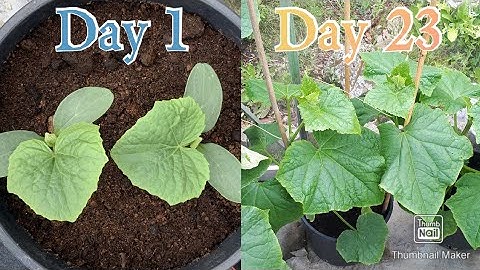Cucumber Timelapse ( Part 1)