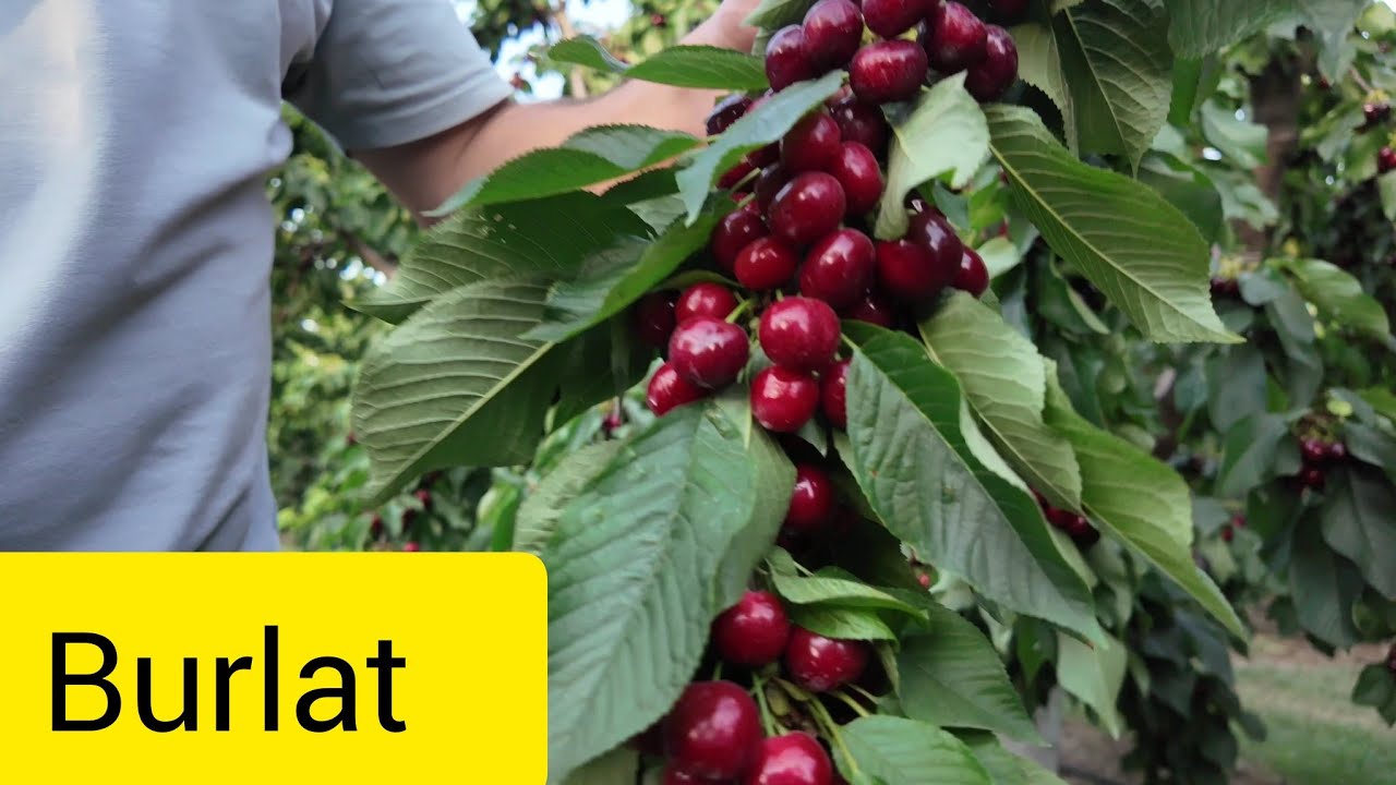 Burlat Gilas Sortu Maksima 14 üzərində