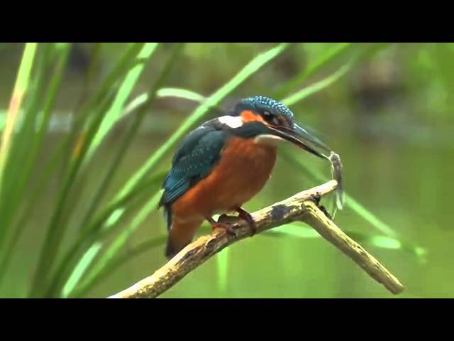 Common Kingfisher. Bird catching a fish. David Attenborough's