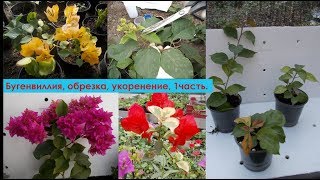 Бугенвиллия, обрезка, как укоренить, часть 1.