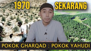 POKOK GHARQAD Resimi