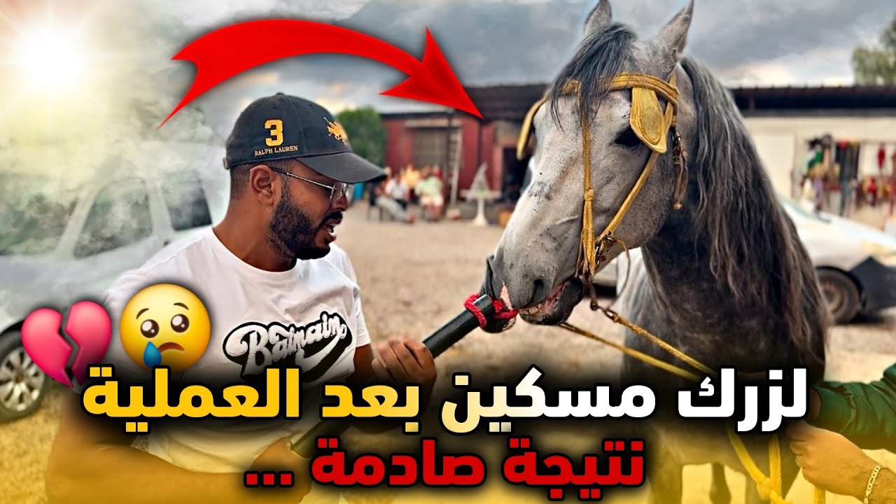 🚨حـصـان لتحدى الـمـو _ت ودرنا ليه عملية جـراحية 😢 اليوم نعرفوا النتيجة واش يتشافى ولا يرجع لـگزار💔..