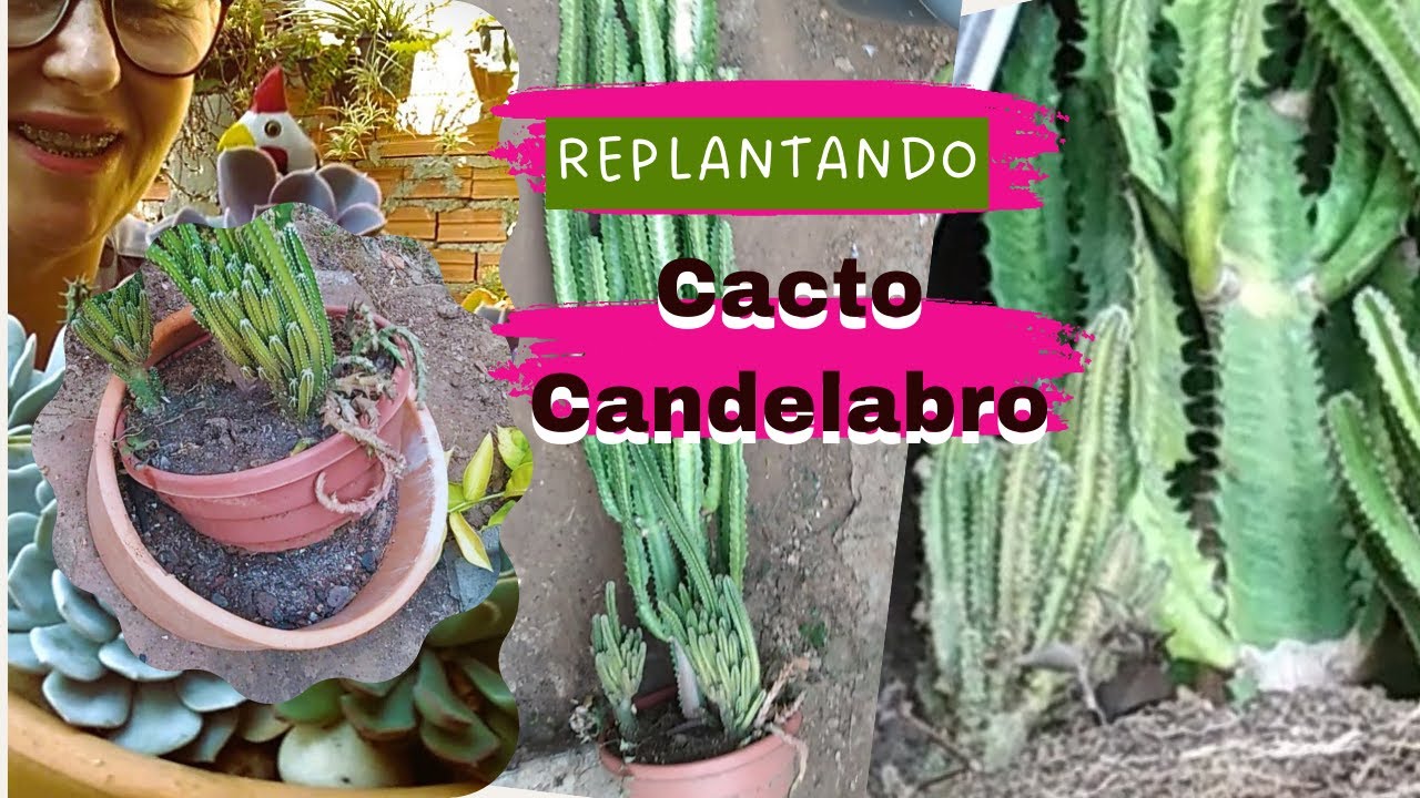 Cacto Candelabro em substrato de barranco com turfa e casca de ovo triturado #cactus #jardim