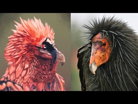 Video: All About Vultures As The Largest Birds