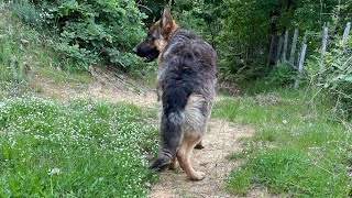 German shepherd puppy / 1 year old boy / loves to walk in beautiful spring sunshine forest