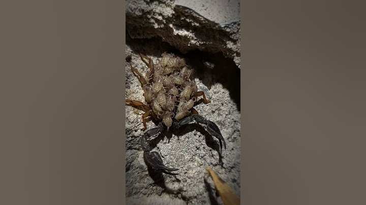 Мать Скорпионов. Снял видео специально для вас #shorts #insects #scorpios