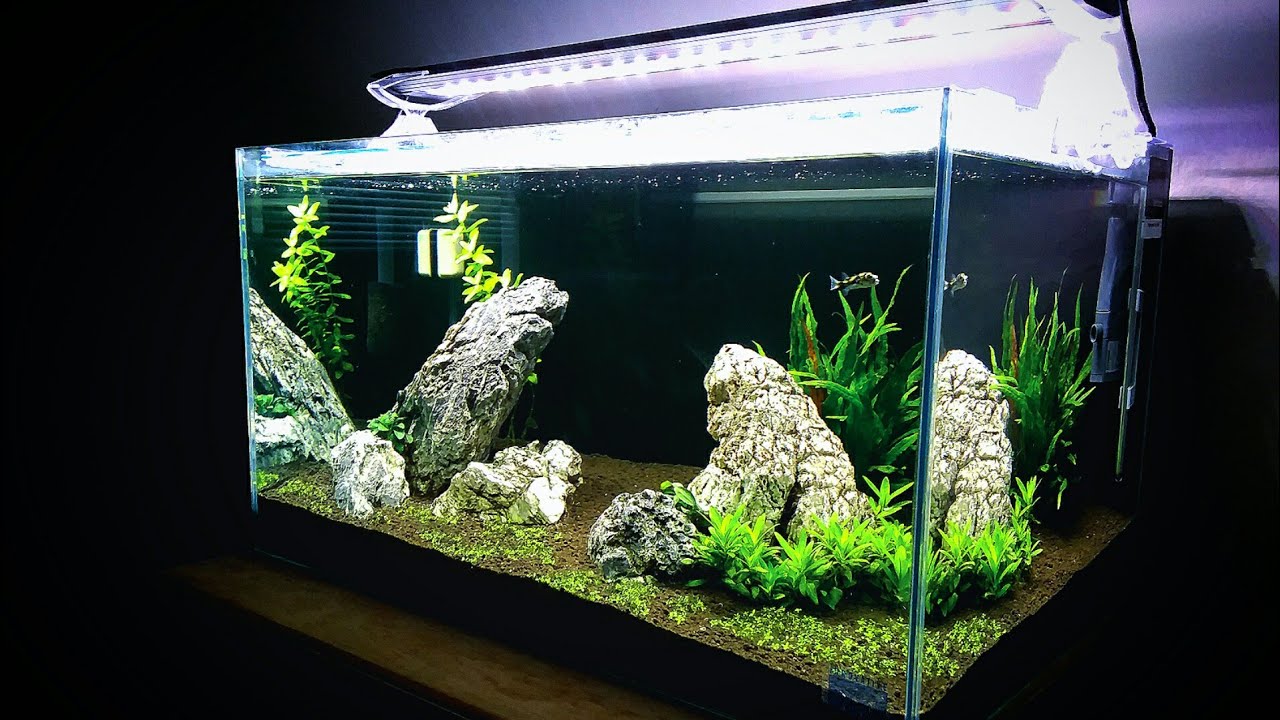 UPDATE 20G Planted Aquarium/ Amazon Puffer YouTube