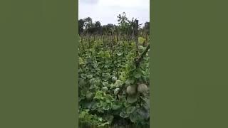 Download lagu Melon erni