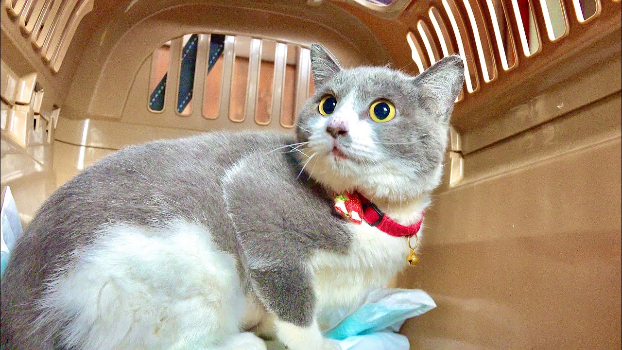 裁断済み　猫のみかた Nursing the Feline Patient ネコの看取りガイド 増補改訂版 | 服部 幸(監修) |本 | 通販 | Amazon