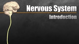 The Nervous System