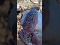 #homesteading #homestead #nature #animals #vegan #pets #shorts #diy #country #garden #birds #bird