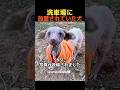 洗車場に放置されていた犬 #shorts #犬 #保護犬