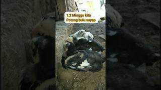 Download Lagu Solusi Anak Ayam Cepat Besar MP3