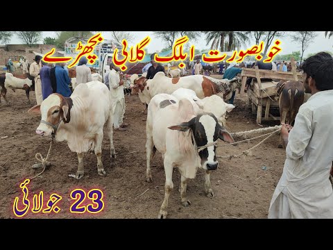 Ablag Gulabi kheeray Bachryy latest update on Saturday | Multan Cow Mandi