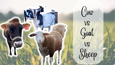Dairy Animals on the Homestead | Compare dairy cow...