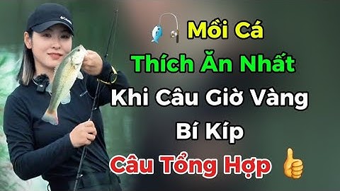 🐟 Mồi Cá Thích Ăn Nhất Trong Giờ Vàng – Bí Quyết Câu Dính Cá Rô Phi, Chép, Tra, Lóc, Trắm, Trôi, Mè