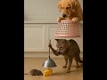 #youtubeshorts #youtube #viral #parati #shorts #cats #viralvideo 