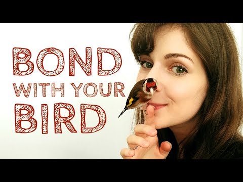 3 Easy Tips for Bonding With Your Bird | Canary & Goldfinch Taming