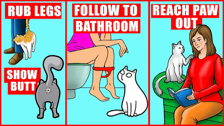 10 Odd Cat Behaviors Explained - DayDayNews