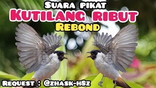 Suara Pikat Semua Jenis Burung Yang Susah Dipikat  Suara Pikat  Kutilang Ribut 
